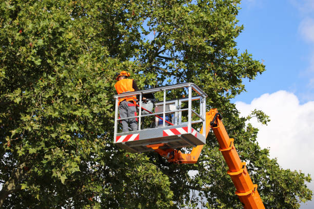 Trusted Hampton Bays, NY Tree Removal and Landscaping Services Experts